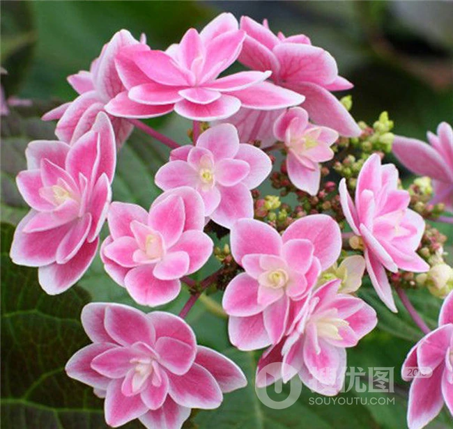 蓝色或红色的重瓣花星星糖绣球唯美好看图片