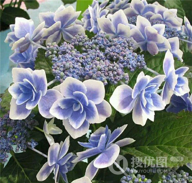 蓝色或红色的重瓣花星星糖绣球唯美好看图片
