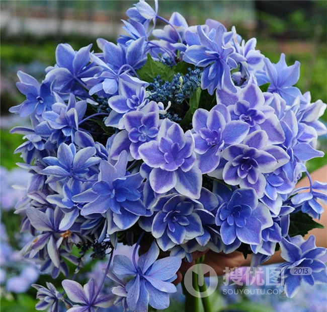 蓝色或红色的重瓣花星星糖绣球唯美好看图片