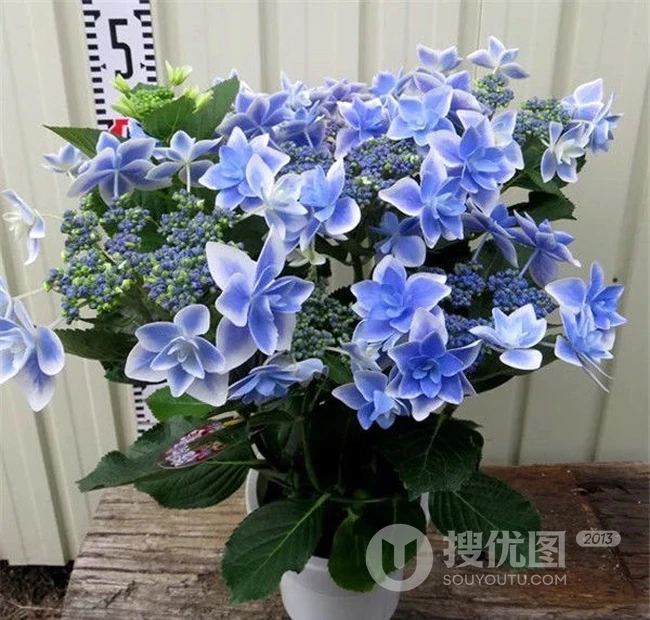 蓝色或红色的重瓣花星星糖绣球唯美好看图片