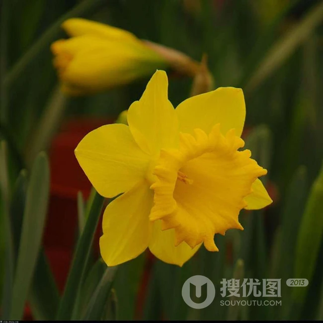 黄色花朵的洋水仙（荷兰船长）图片