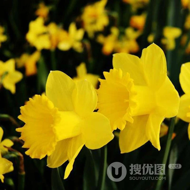 黄色花朵的洋水仙（荷兰船长）图片