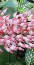 豆蔻年华，如同十三四岁小姑娘的艳山姜花朵图片