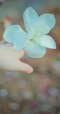 眉目间含带笑意的花卉，洁白的木兰（深山含笑）花朵图片