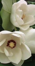 眉目间含带笑意的花卉，洁白的木兰（深山含笑）花朵图片