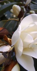 眉目间含带笑意的花卉，洁白的木兰（深山含笑）花朵图片