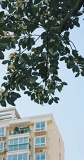 眉目间含带笑意的花卉，洁白的木兰（深山含笑）花朵图片