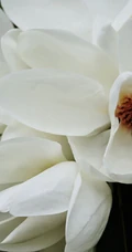 眉目间含带笑意的花卉，洁白的木兰（深山含笑）花朵图片
