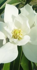 眉目间含带笑意的花卉，洁白的木兰（深山含笑）花朵图片