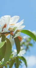 眉目间含带笑意的花卉，洁白的木兰（深山含笑）花朵图片