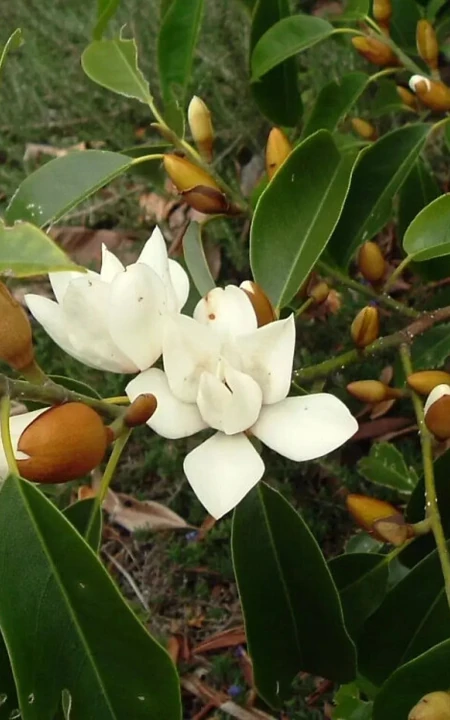 眉目间含带笑意的花卉，洁白的木兰（深山含笑）花朵图片