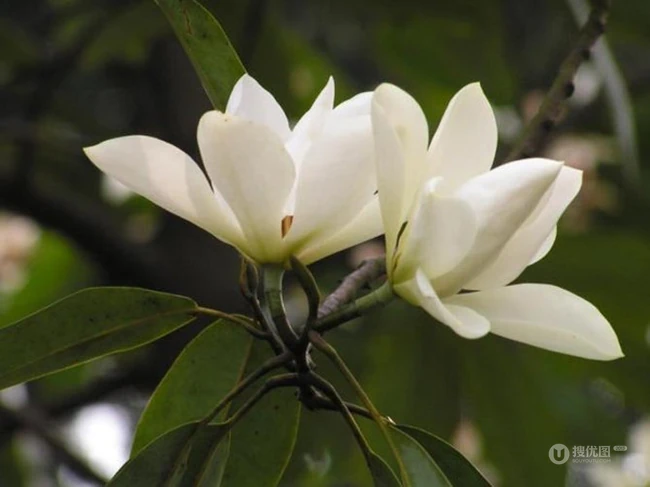 眉目间含带笑意的花卉，洁白的木兰（深山含笑）花朵图片
