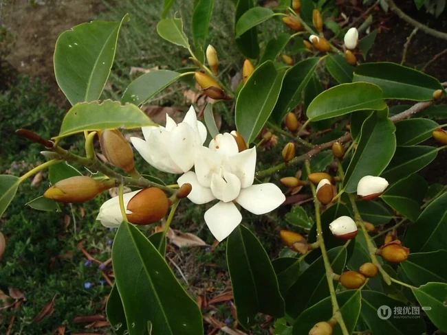 眉目间含带笑意的花卉，洁白的木兰（深山含笑）花朵图片
