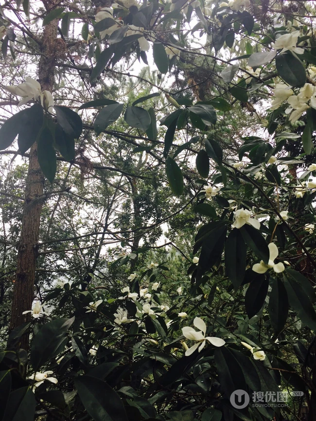 眉目间含带笑意的花卉，洁白的木兰（深山含笑）花朵图片