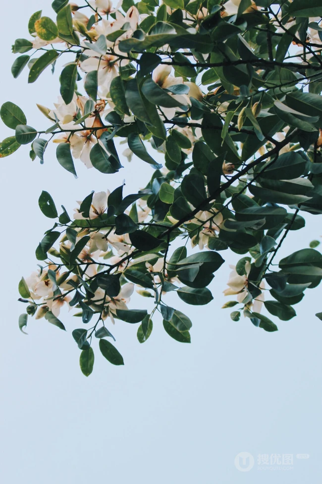 眉目间含带笑意的花卉，洁白的木兰（深山含笑）花朵图片