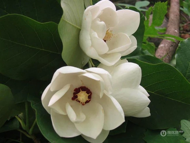眉目间含带笑意的花卉，洁白的木兰（深山含笑）花朵图片