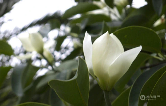 眉目间含带笑意的花卉，洁白的木兰（深山含笑）花朵图片