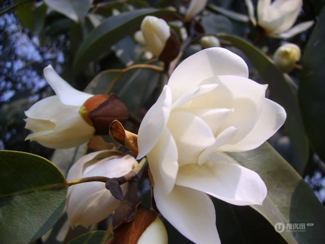 眉目间含带笑意的花卉，洁白的木兰（深山含笑）花朵图片