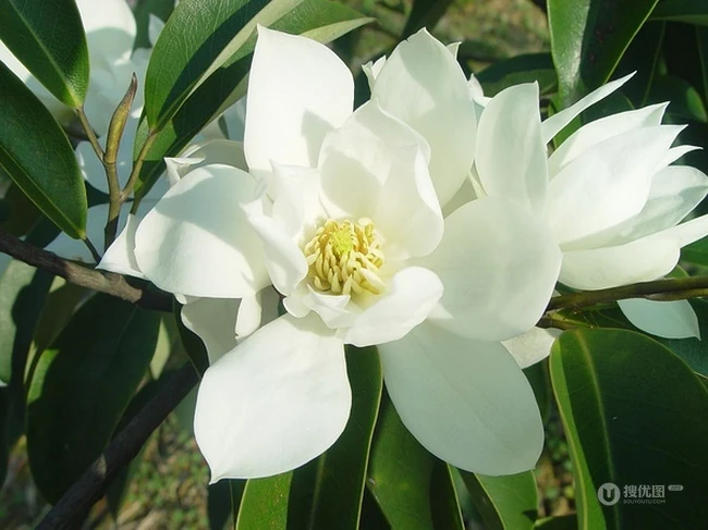 眉目间含带笑意的花卉，洁白的木兰（深山含笑）花朵图片