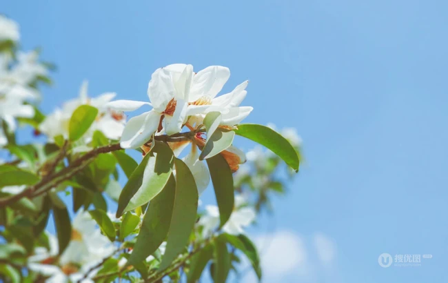 眉目间含带笑意的花卉，洁白的木兰（深山含笑）花朵图片
