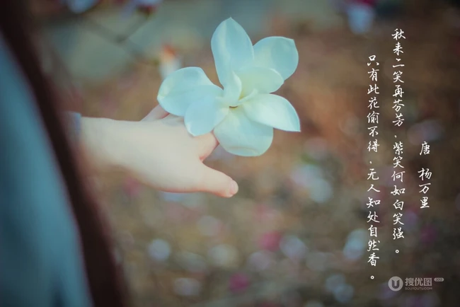 眉目间含带笑意的花卉，洁白的木兰（深山含笑）花朵图片