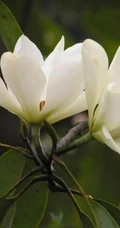 眉目间含带笑意的花卉，洁白的木兰（深山含笑）花朵图片
