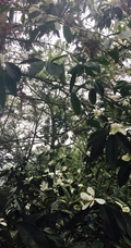 眉目间含带笑意的花卉，洁白的木兰（深山含笑）花朵图片