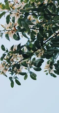 眉目间含带笑意的花卉，洁白的木兰（深山含笑）花朵图片