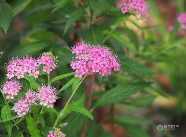 仿佛置身于柔柔薄雾之中的动人植物夕雾花图片