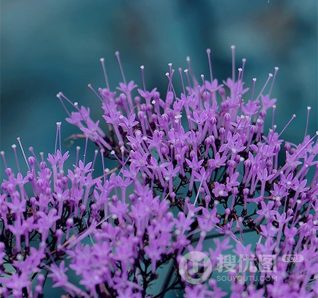仿佛置身于柔柔薄雾之中的动人植物夕雾花图片