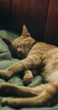 戴皇冠的胖猫咪可爱动物桌面壁纸