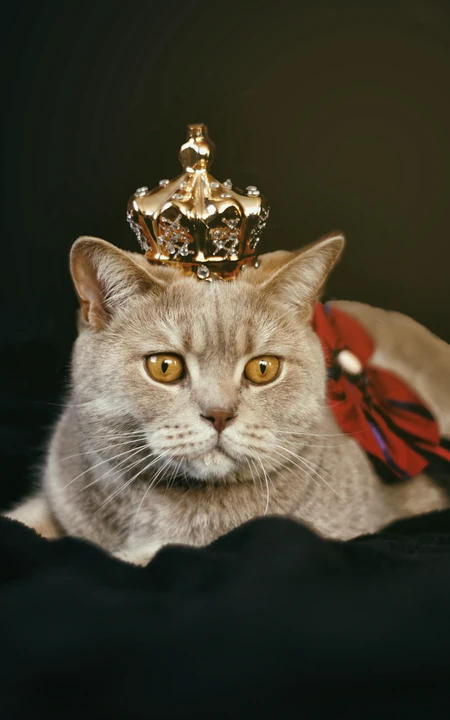 戴皇冠的胖猫咪可爱动物桌面壁纸