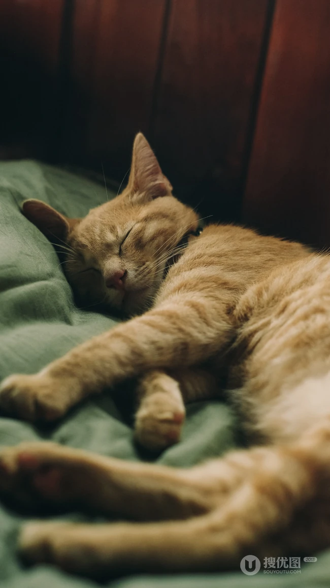 戴皇冠的胖猫咪可爱动物桌面壁纸