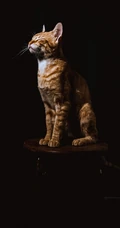 猫咪也绅士，戴领结的宠物猫等动物桌面壁纸