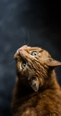 猫咪也绅士，戴领结的宠物猫等动物桌面壁纸