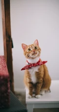 猫咪也绅士，戴领结的宠物猫等动物桌面壁纸
