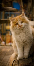 猫咪也绅士，戴领结的宠物猫等动物桌面壁纸