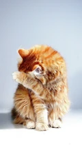 猫咪也绅士，戴领结的宠物猫等动物桌面壁纸