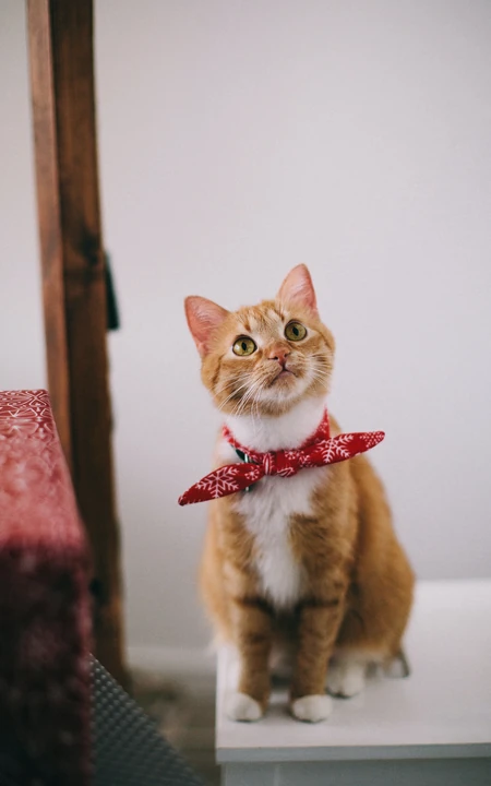 猫咪也绅士，戴领结的宠物猫等动物桌面壁纸