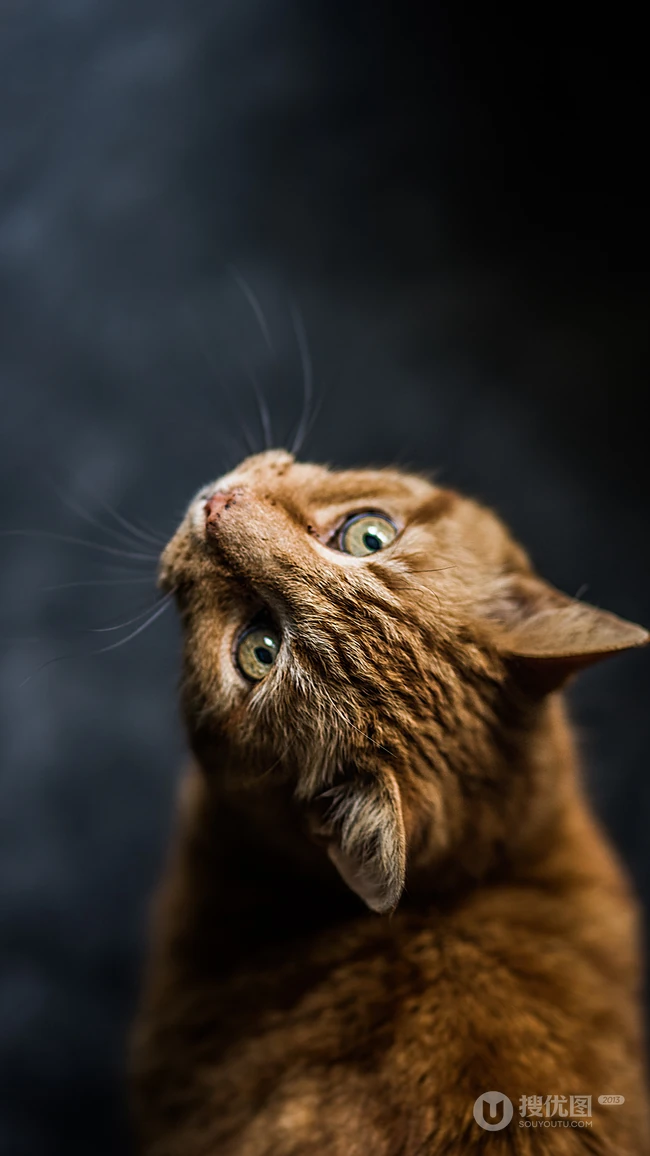 猫咪也绅士，戴领结的宠物猫等动物桌面壁纸