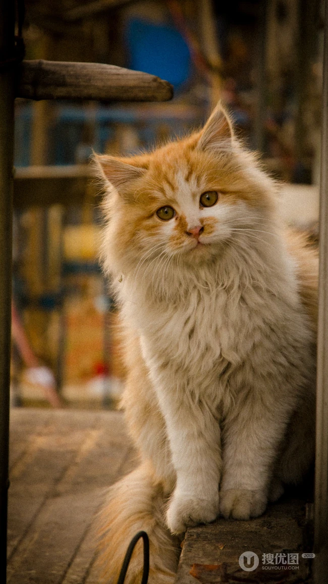 猫咪也绅士，戴领结的宠物猫等动物桌面壁纸