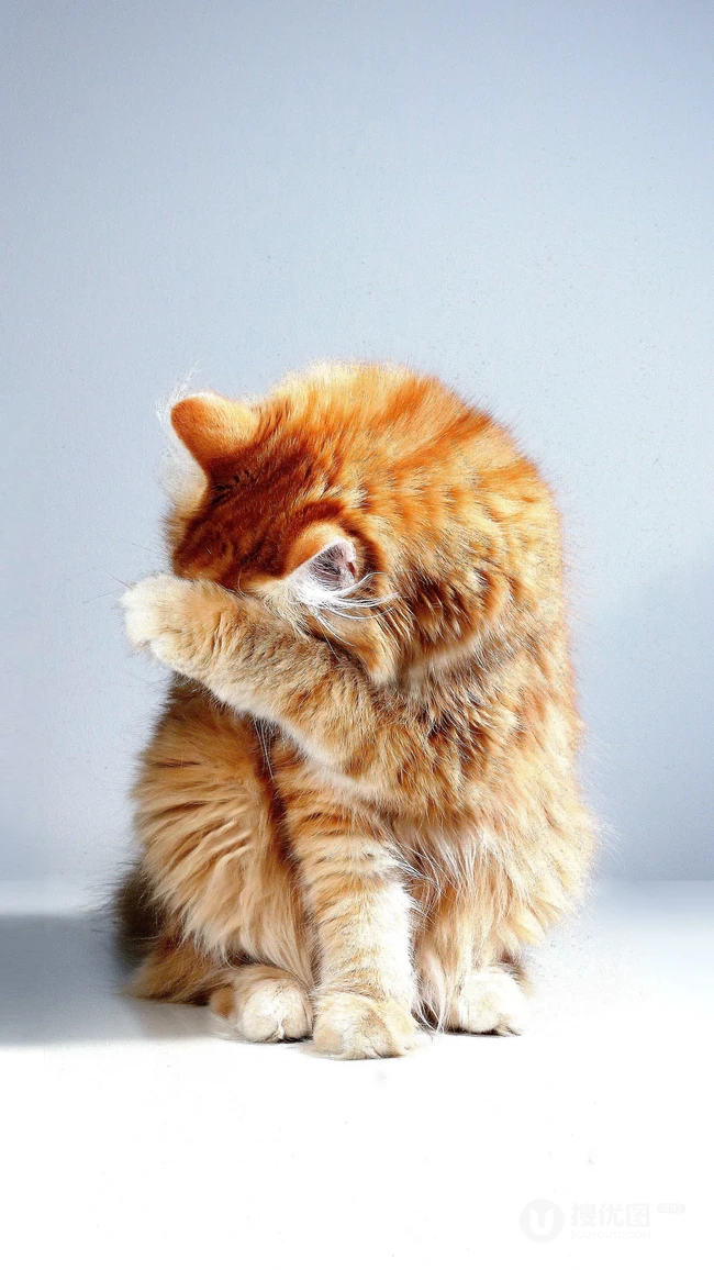 猫咪也绅士，戴领结的宠物猫等动物桌面壁纸