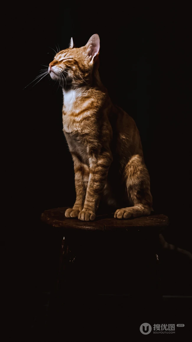 猫咪也绅士，戴领结的宠物猫等动物桌面壁纸