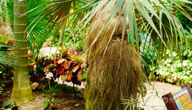 形如老人头发的棕榈科植物老人葵图片