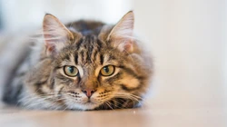 条纹的可爱宠物猫咪桌面壁纸