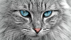 条纹的可爱宠物猫咪桌面壁纸