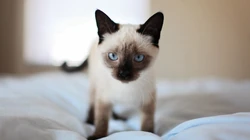 条纹的可爱宠物猫咪桌面壁纸