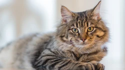 条纹的可爱宠物猫咪桌面壁纸