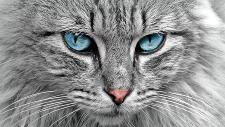 条纹的可爱宠物猫咪桌面壁纸