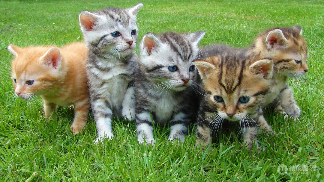 条纹的可爱宠物猫咪桌面壁纸